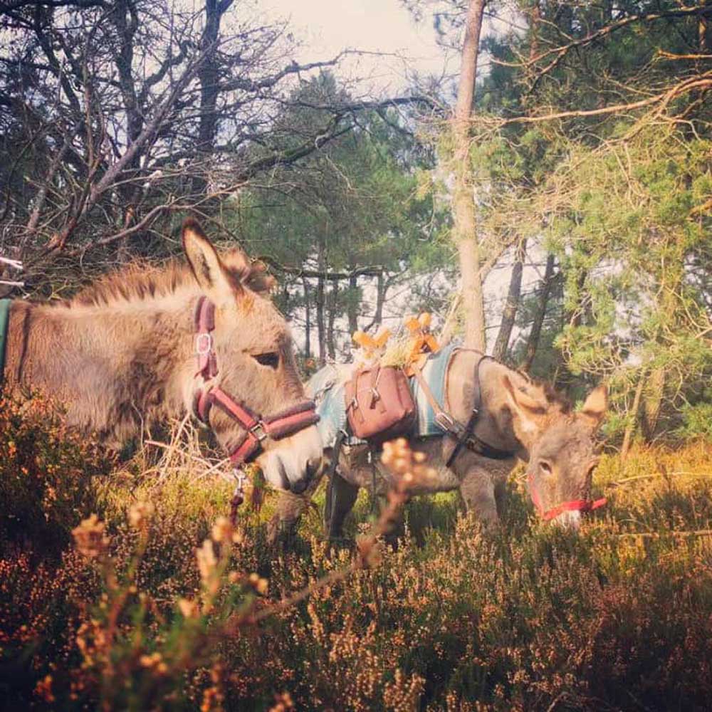 rando-sculpture en forêt – Image 8